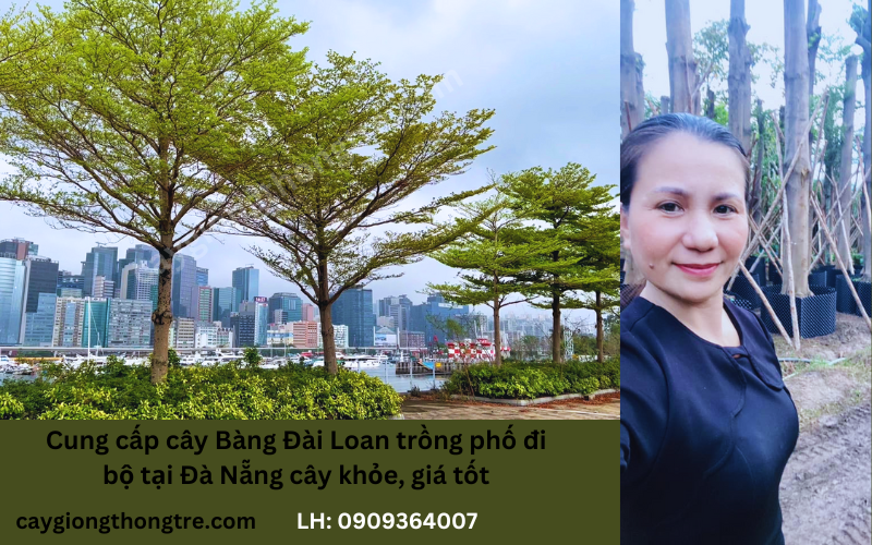 Bán cây Bàng Đài Loan trồng bóng mát tại Đà Nẵng