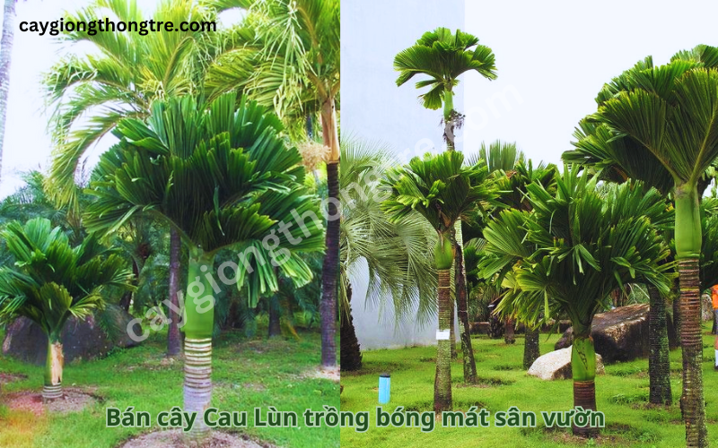 Kỹ thuật trồng cau lùn sai quả