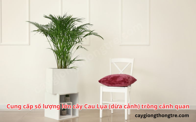 Trồng Cây Dừa Cảnh (Cau Lụa, Cau Vàng) trong nhà có tốt không