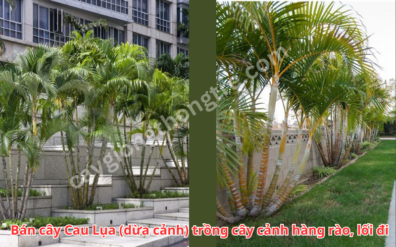 Bán cây dừa cảnh