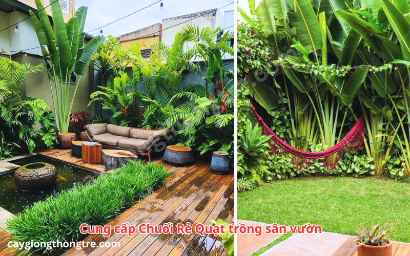 Cây chuối rẻ quạt hợp mệnh gì