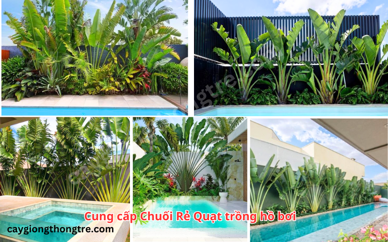 Cây chuối rẻ quạt hợp mệnh gì