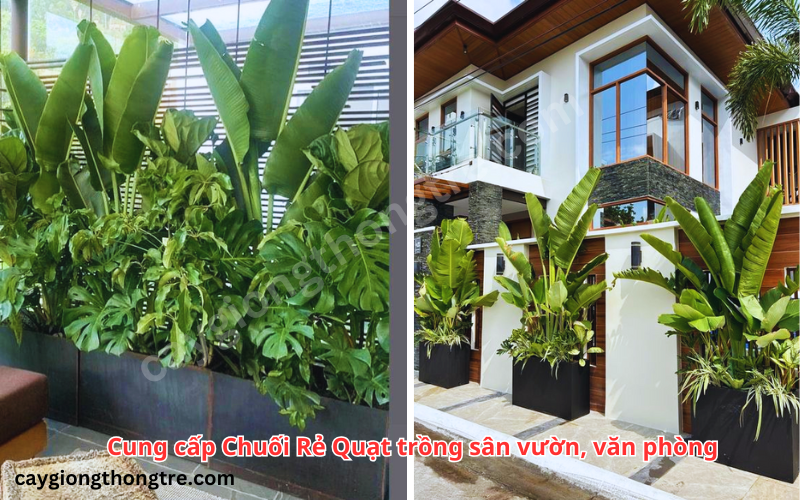 Cây chuối rẻ quạt hợp mệnh gì