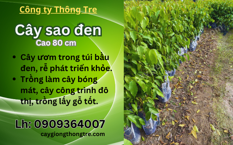 Bán cây Sao Đen giống 80cm cây đẹp, giá tốt tại Đồng Nai