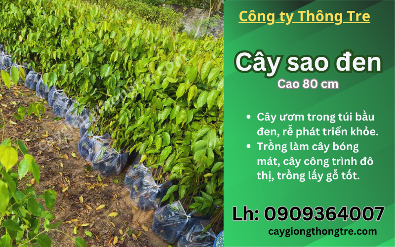 Bán cây Sao Đen giống 80cm cây đẹp, giá tốt tại Đồng Nai