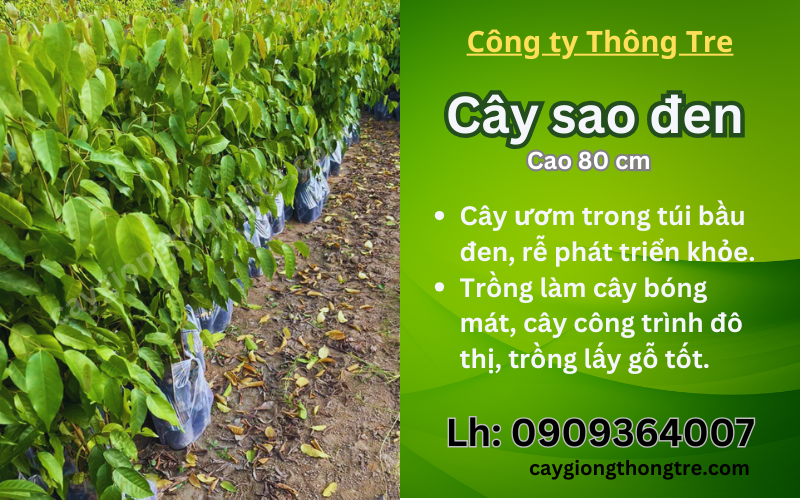 Bán cây Sao Đen giống 80cm cây đẹp, giá tốt tại Đồng Nai