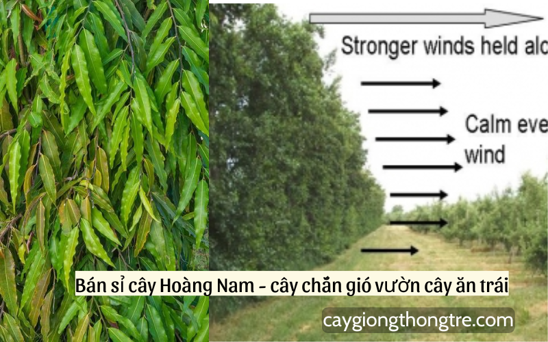 Cây chắn gió vườn nhãn