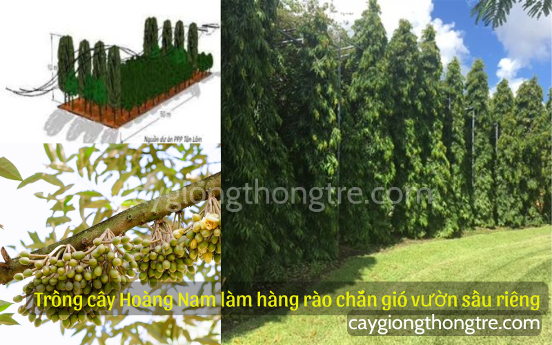 Cây chắn gió vườn sầu riêng, cây hoàng nam chắn gió