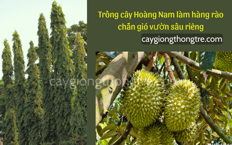 Cây chắn gió vườn sầu riêng, cây hoàng nam chắn gió