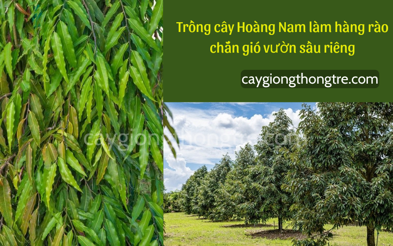 Cây chắn gió vườn sầu riêng, cây hoàng nam chắn gió