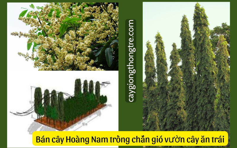 Cây chắn gió vườn nhãn