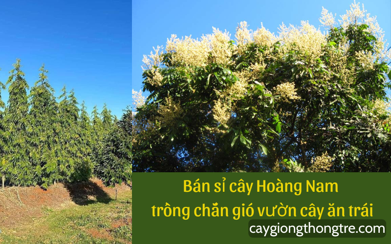 Cây chắn gió vườn nhãn