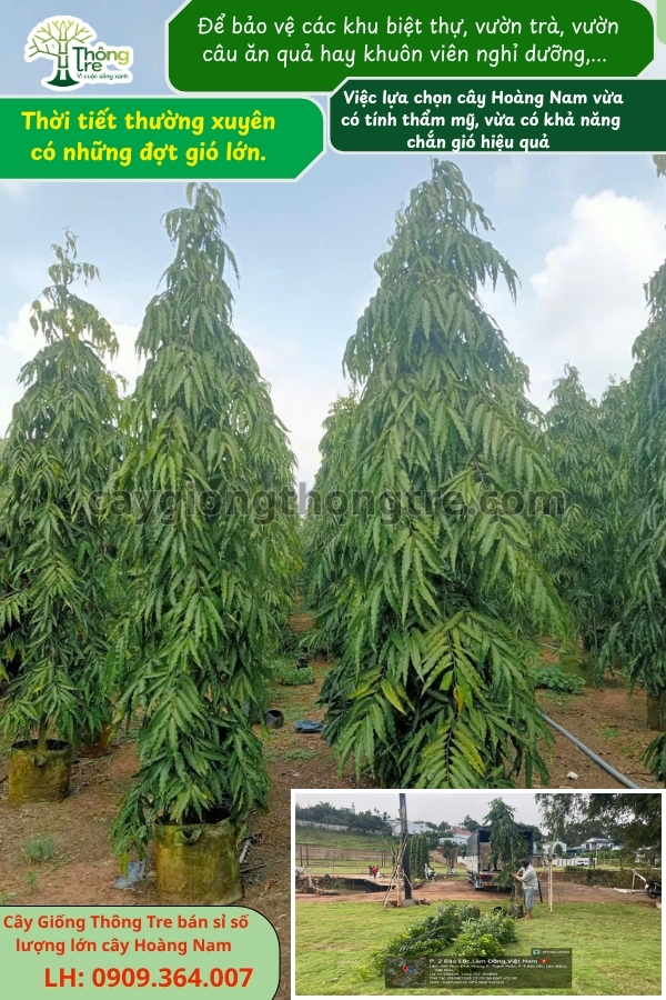 Cây Hoàng Nam (Tùng Ấn Độ) Chắn Gió, Công Trình Đẹp | Cây Giống Thông Tre Đồng Nai