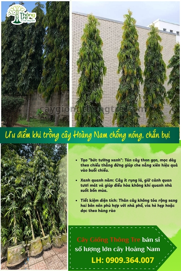 Cây Hoàng Nam (Tùng Ấn Độ) Chắn Gió, Công Trình Đẹp | Cây Giống Thông Tre Đồng Nai