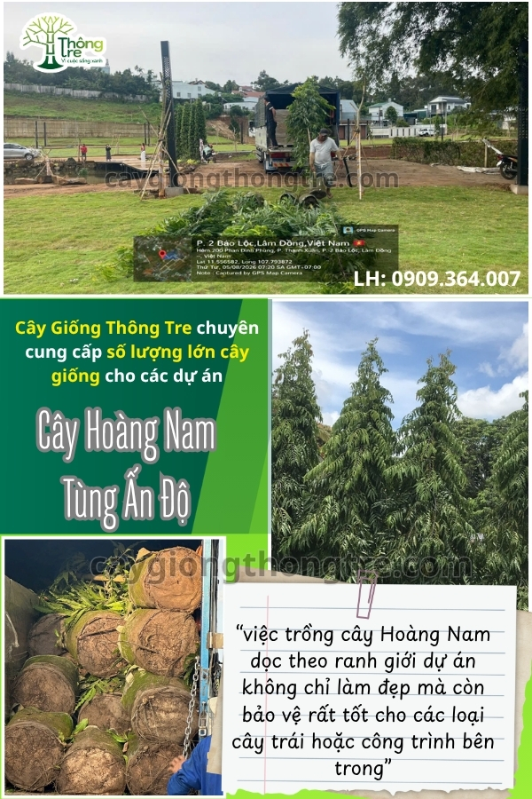 Cây Giống Thông Tre Đồng Nai bàn giao cây Hoàng Nam (Tùng Ấn Độ) cho dự án chắn gió tại Bảo Lộc
