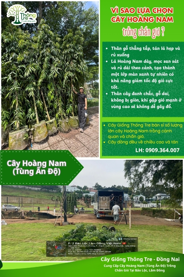 Cây Giống Thông Tre Đồng Nai bàn giao cây Hoàng Nam (Tùng Ấn Độ) cho dự án chắn gió tại Bảo Lộc