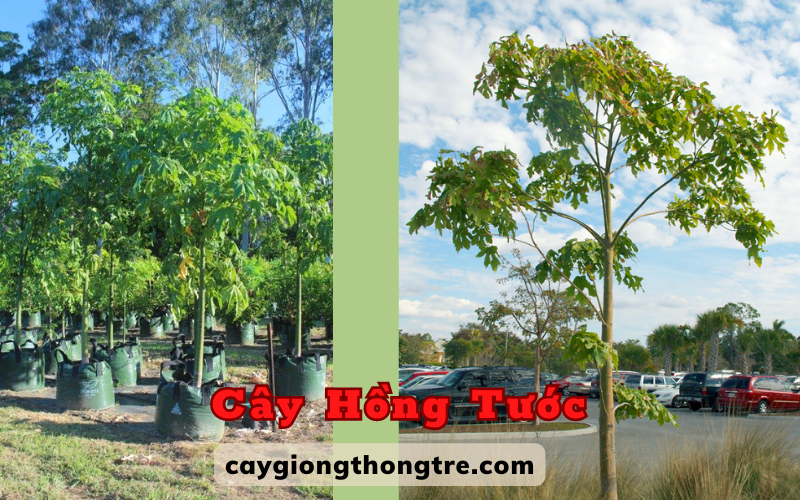 Cách trồng và chăm sóc cây Hồng Tước, cây hoa lửa Illawarra