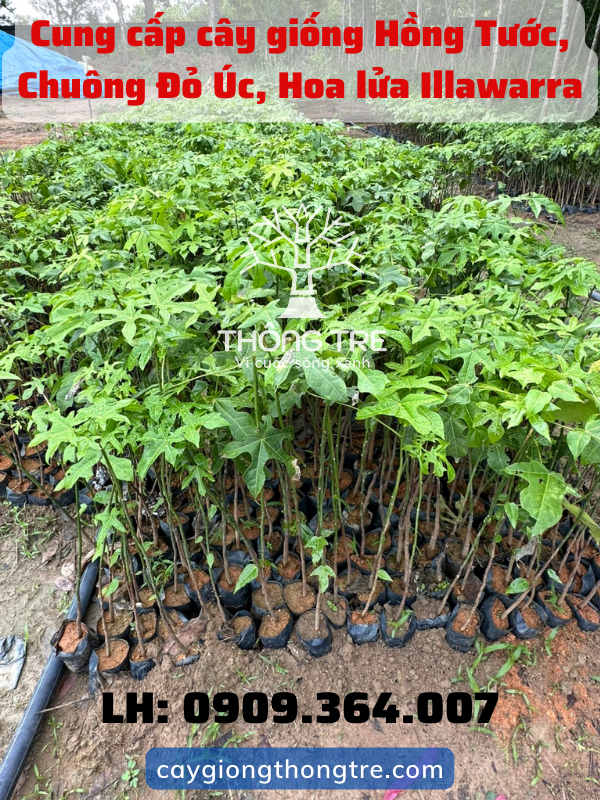 Cách trồng và chăm sóc cây Hồng Tước, cây hoa lửa Illawarra