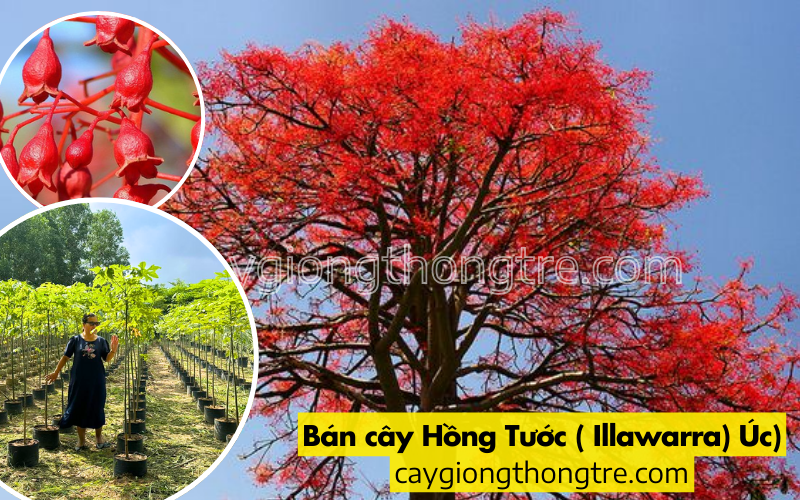 Bán cây Hồng Tước trồng cảnh quan  công viên, đô thị