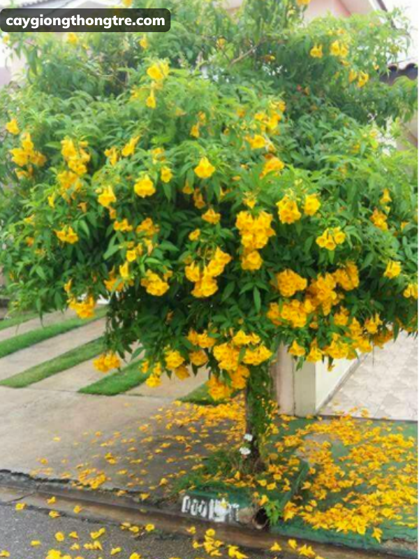 Cây Huỳnh Liên ( chuông vàng, cây hoàng yến) trồng cảnh quan