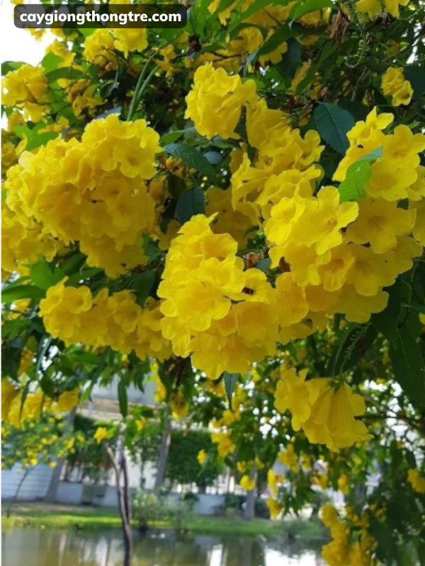 Cây Huỳnh Liên ( chuông vàng, cây hoàng yến) trồng cảnh quan