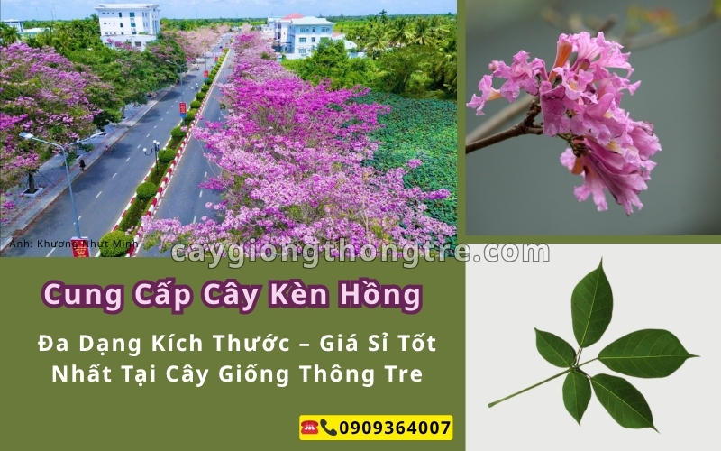 Cung Cấp Cây Kèn Hồng, Kèn Vàng Đa Dạng Kích Thước – Giá Sỉ Tốt Nhất Tại Cây Giống Thông Tre
