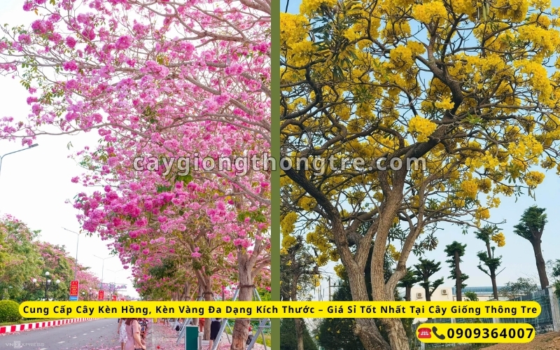 Cung Cấp Cây Kèn Hồng, Kèn Vàng Đa Dạng Kích Thước – Giá Sỉ Tốt Nhất Tại Cây Giống Thông Tre
