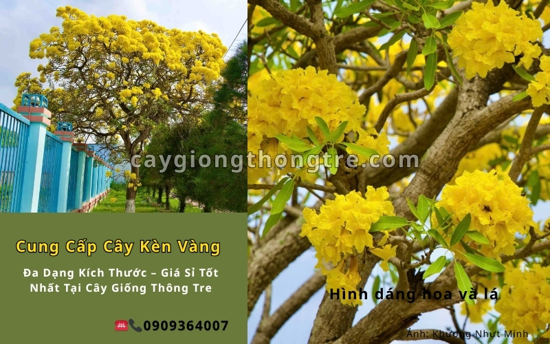 Cung Cấp Cây Kèn Hồng, Kèn Vàng Đa Dạng Kích Thước – Giá Sỉ Tốt Nhất Tại Cây Giống Thông Tre