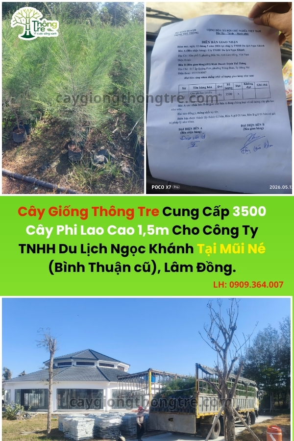 Thông Tre Cung Cấp 3500 Cây Phi Lao 1,5m Cho Resort Tại Mũi Né