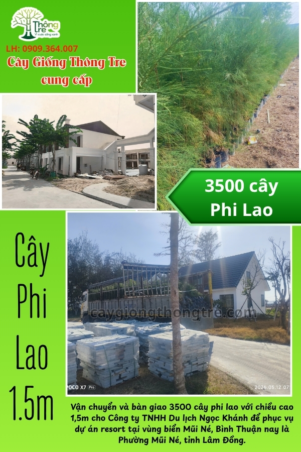 Thông Tre Cung Cấp 3500 Cây Phi Lao 1,5m Cho Resort Tại Mũi Né