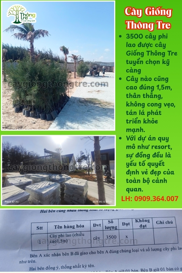 Niềm vui của anh em thợ vườn khi những xe cây phi lao 1,5m cuối cùng được bàn giao thành công cho đối tác tại Mũi Né, Bình Thuận.