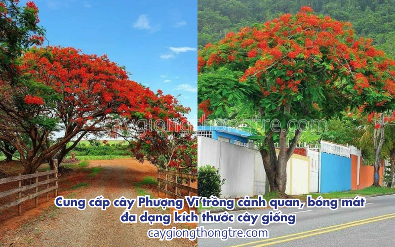 Bán sỉ cây phượng vĩ trồng bóng mát, cảnh quan đô thị