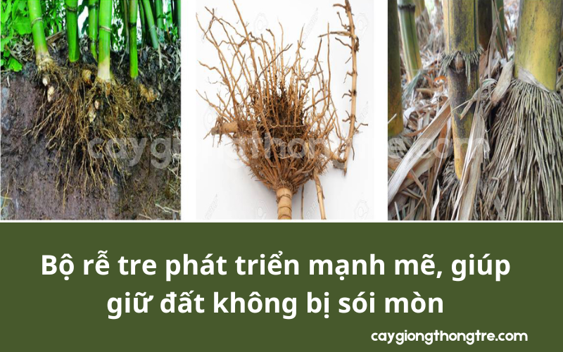 trồng tre chống sói mòn đất