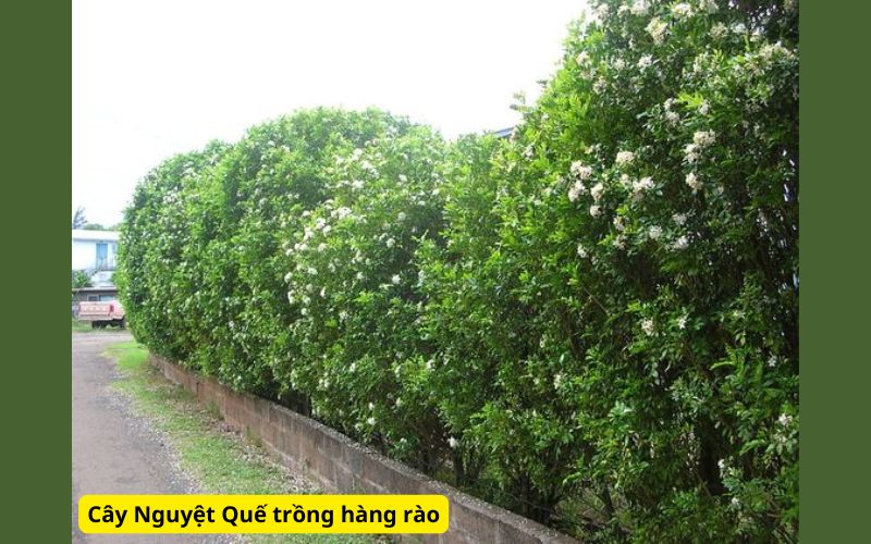 Cây trồng hàng rào