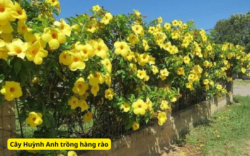 Cây trồng hàng rào