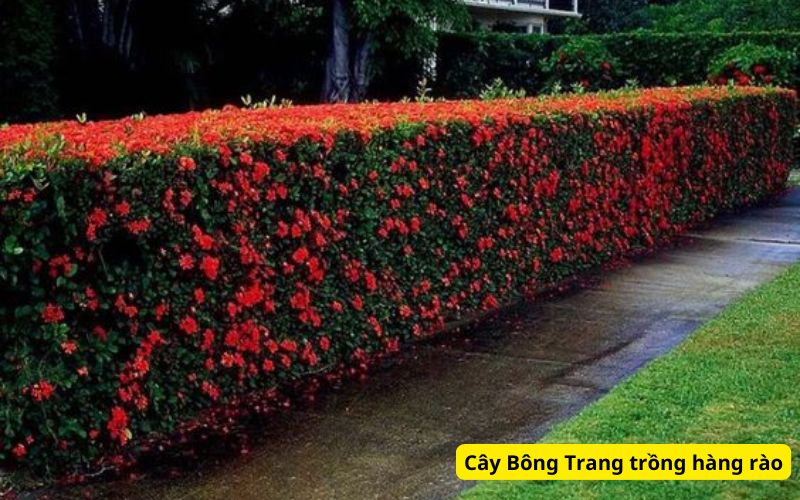 Cây trồng hàng rào