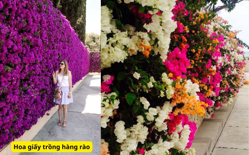 Cây trồng hàng rào