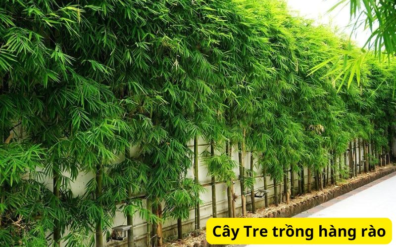 Cây trồng hàng rào