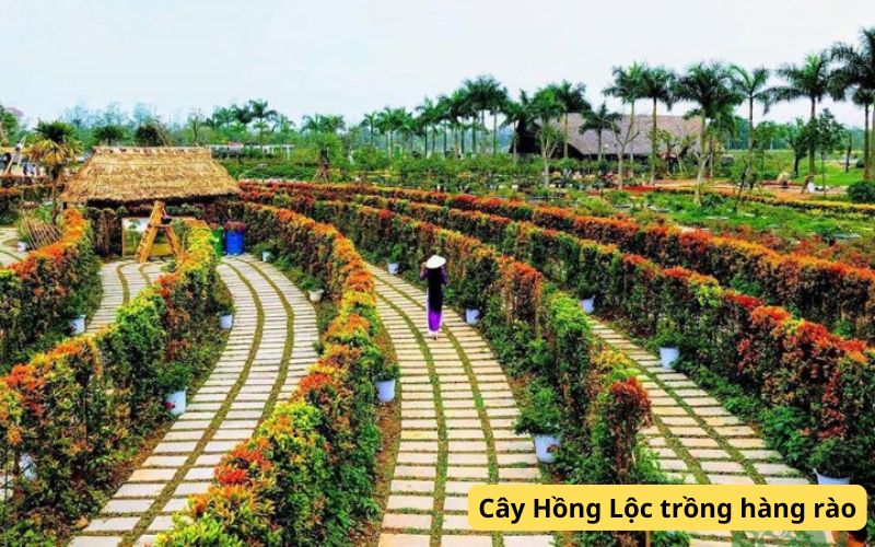 Cây trồng hàng rào