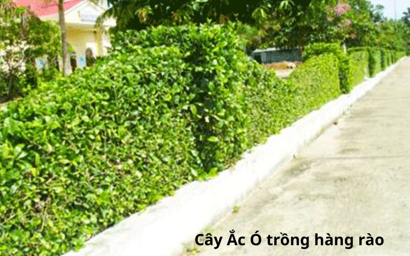 Cây trồng hàng rào