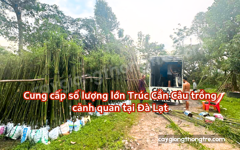 Bán sỉ trúc cần câu tại Đà Lạt