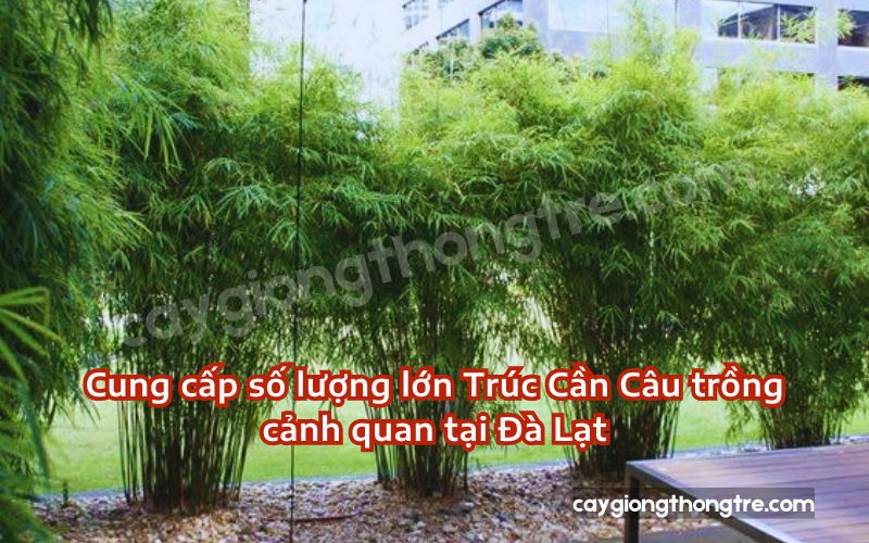 Bán sỉ trúc cần câu tại Đà Lạt