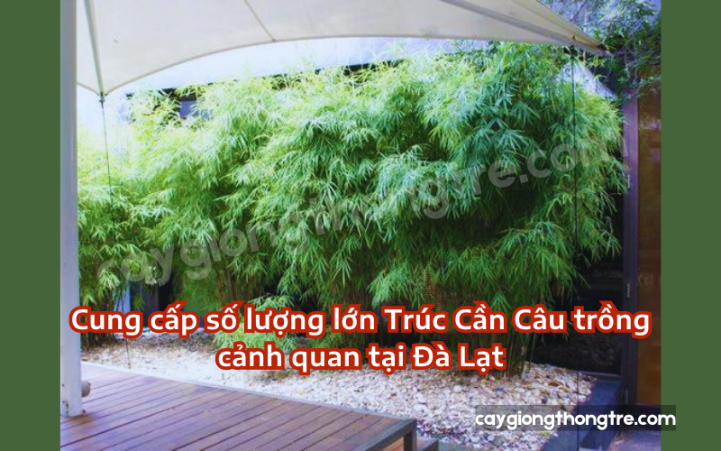 Bán sỉ trúc cần câu tại Đà Lạt