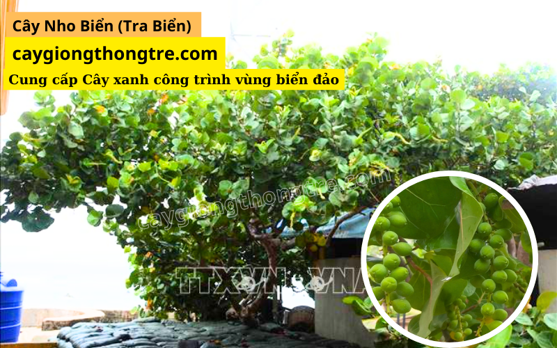 Cây sao đen, cây phi lao, cây tra biển trồng công trình trên đảo