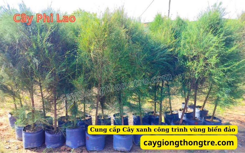 Cây sao đen, cây phi lao, cây tra biển trồng công trình trên đảo