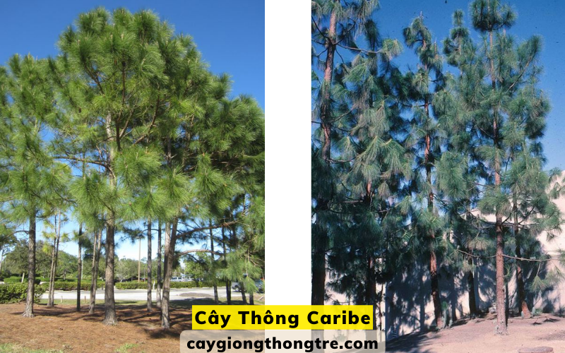 Cây Thông Caribe trồng cảnh quan  tại Cam Ranh
