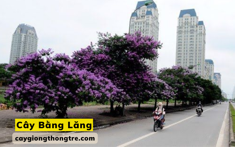 Cun cấp cây cảnh xanh đô thị tại Cam Ranh