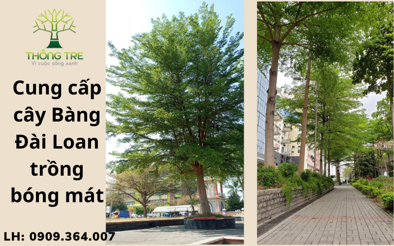 Cây xanh đô thị  phù hợp trồng tại Cam Ranh