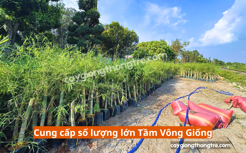 Mua giống cây Tầm Vông ở đâu uy tín