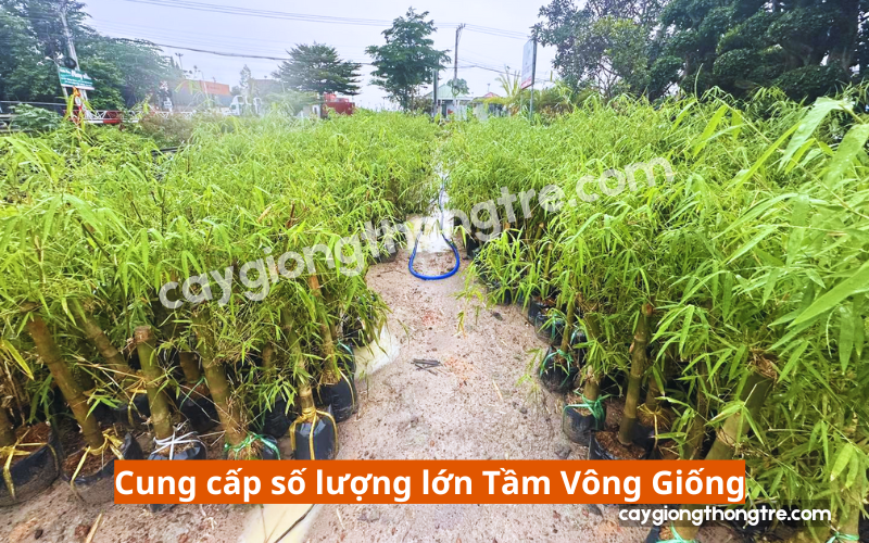 Mua giống cây Tầm Vông ở đâu uy tín